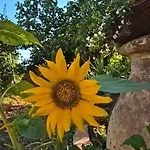 Nadalina 公寓 *
