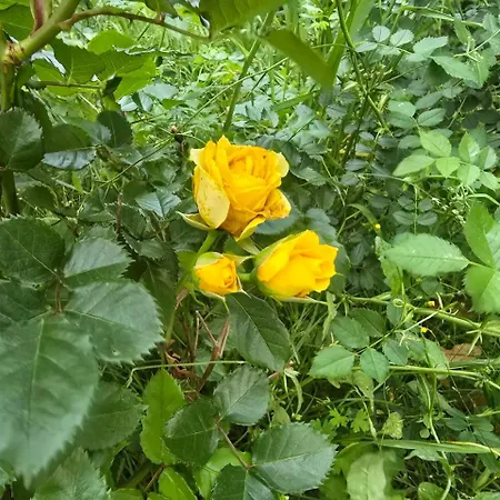 Nadalina * Kraljevica