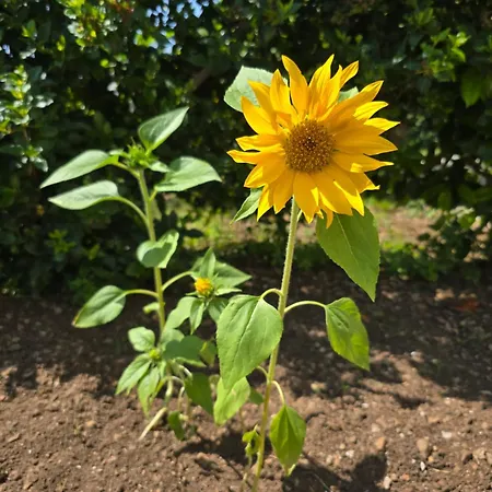 Nadalina Apartamento *