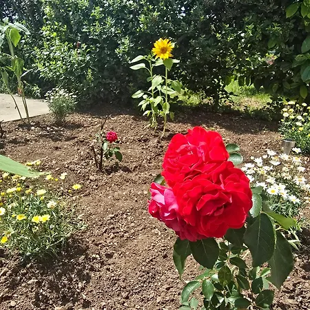 Nadalina קראליביצה