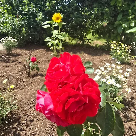 Nadalina Apartamento Kraljevica