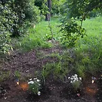 Nadalina *