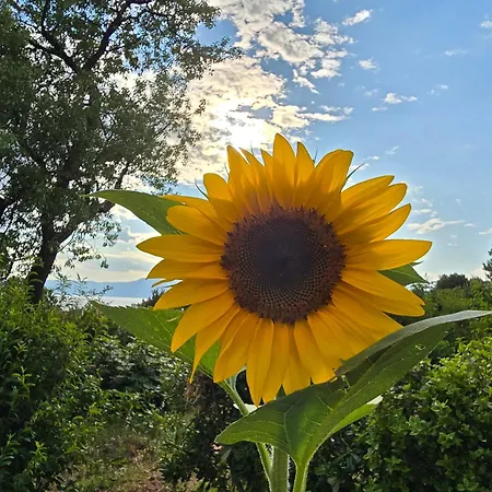 Nadalina 아파트 *