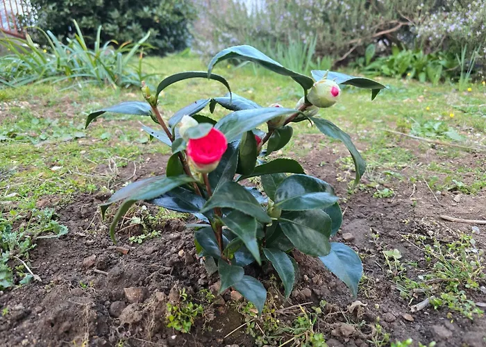 아파트 Nadalina 클랄제비카