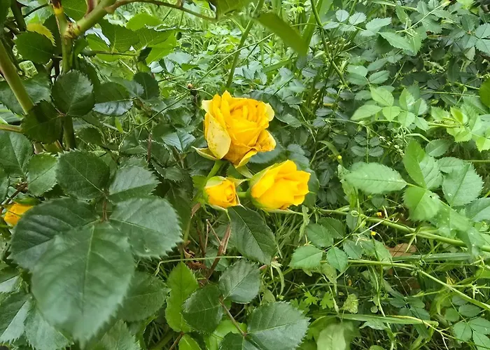 Nadalina * 클랄제비카