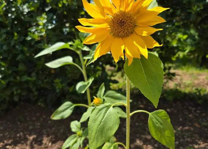 Nadalina 아파트 클랄제비카