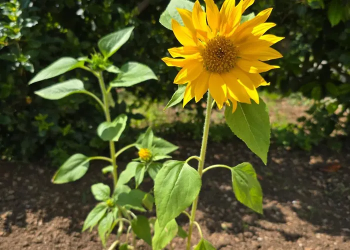 Nadalina 아파트 *