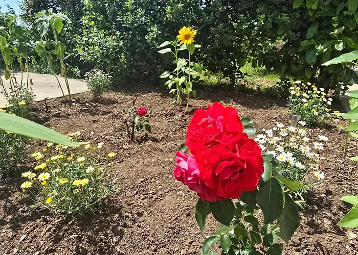 Nadalina 클랄제비카