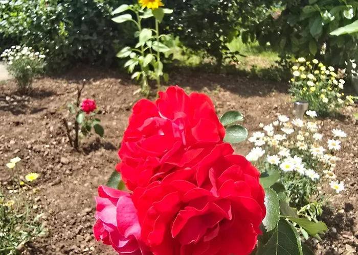 Nadalina 아파트 클랄제비카