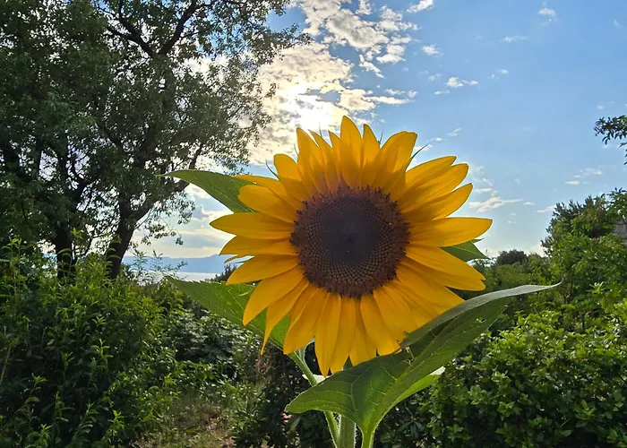 Nadalina 아파트 *